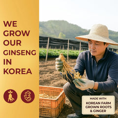 SAMSIDAE Korean Red Ginseng & Ginger Tea (50 Bags) | Supports Energy, Circulation & Digestion