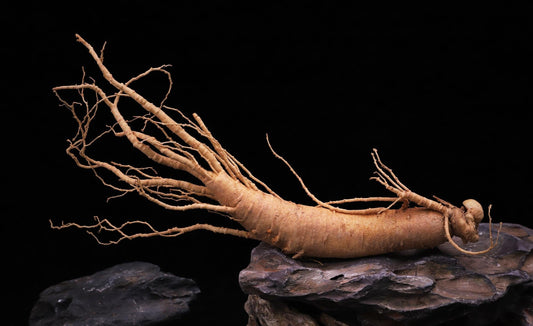 The Enduring Power of Red Ginseng: Unveiling Its Key Benefits for Your Health