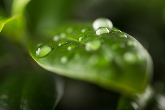 The Grass Wakes Up Wet: What Korea Notices on September 7