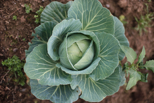 Discover the Healing Power of Korean Cabbage Juice