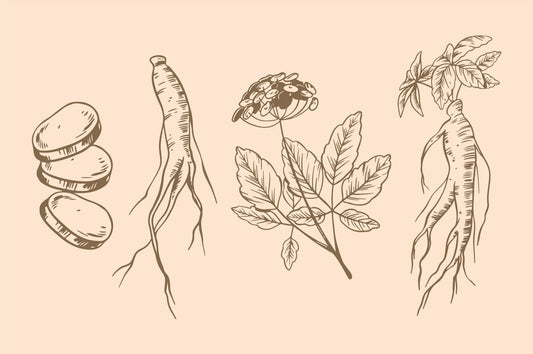 Discovering the Rich History of Korean Ginseng