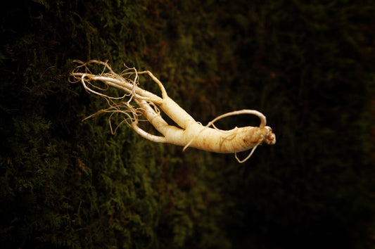 Unlocking the Powerful Health Benefits of Korean Red and Black Ginseng