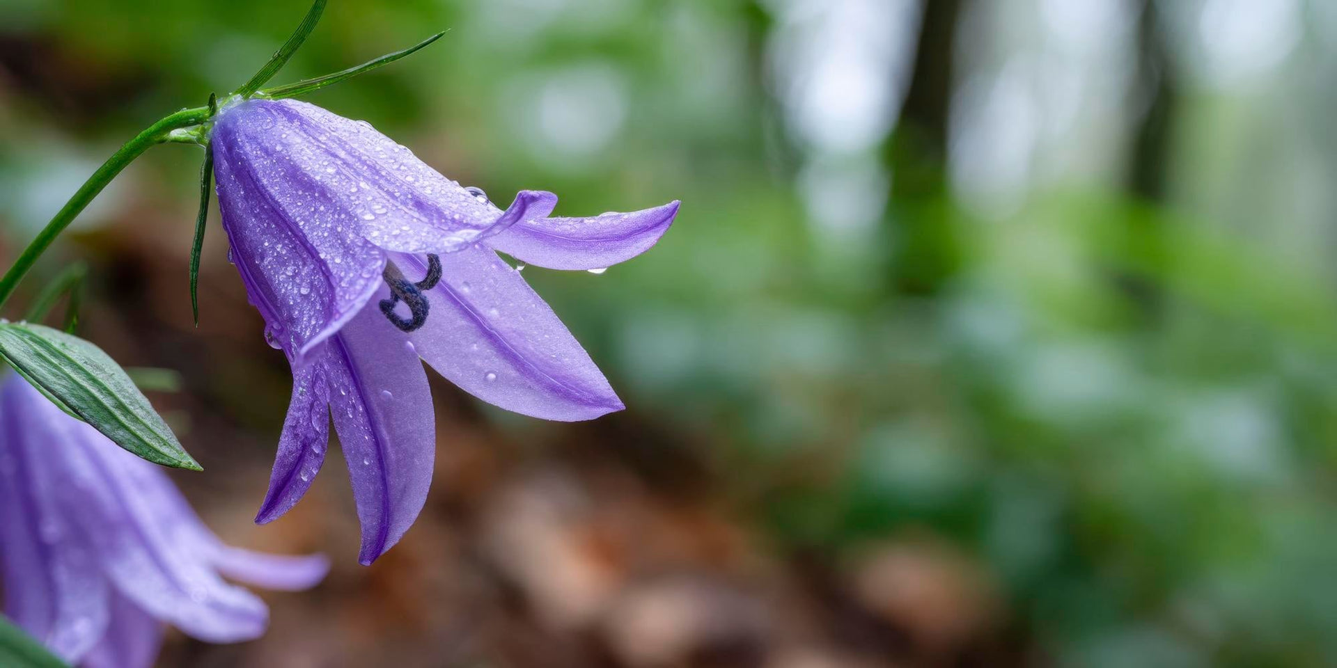 Doraji — Korean Bellflower Root