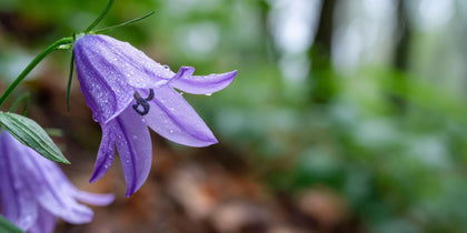 Doraji — Korean Bellflower Root