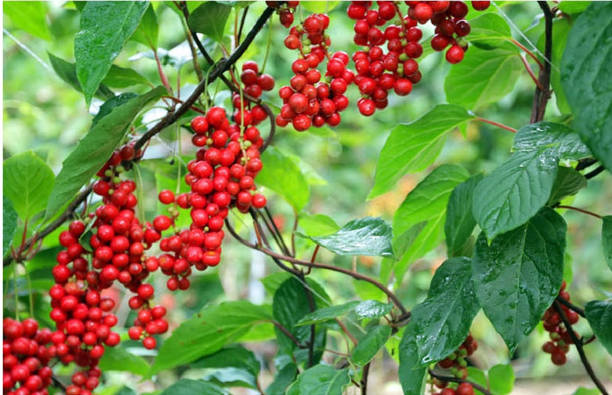 Chiết xuất Omija (Schizandra)